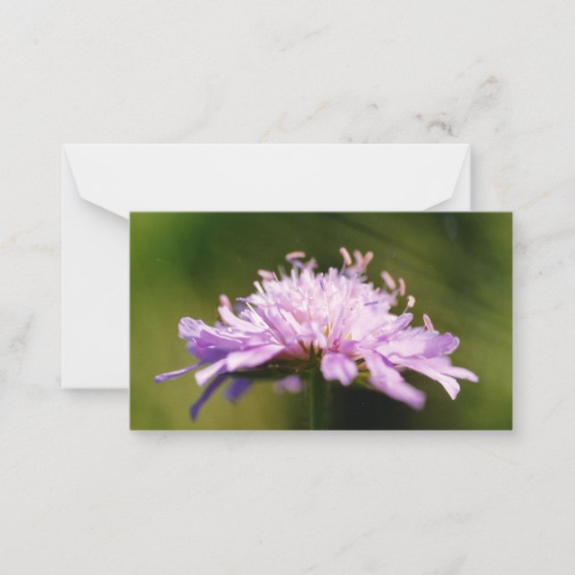 Tarjeta Pequeña Lilac Scabious (Knautia arvensis) Flor (Anverso)