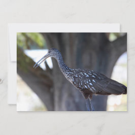 Tarjeta Pequeña Limpkin