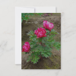 Tarjeta Pequeña Little Peony Bush