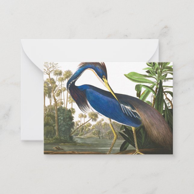 Tarjeta Pequeña Louisiana Heron por John James Audubon (Anverso)