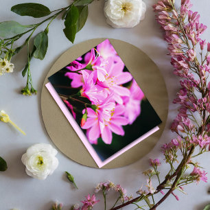 Tarjeta Pequeña Luz Femenina Rosa Flora Fotografía Naturaleza