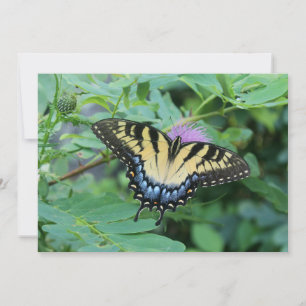 Tarjeta Pequeña Mariposa