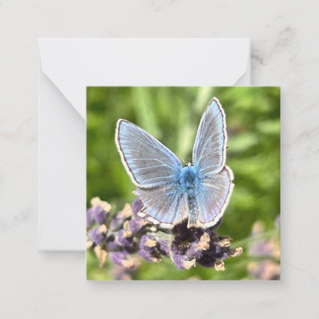 Tarjeta Pequeña Mariposa azul (Anverso)