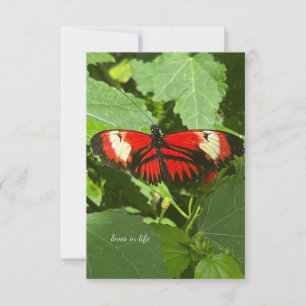 Tarjeta Pequeña Mariposa blanca y naranja