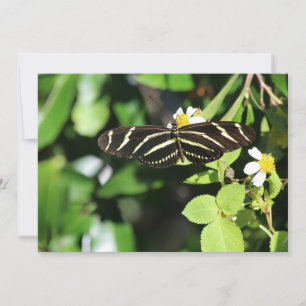 Tarjeta Pequeña Mariposa cebra