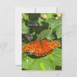 Tarjeta Pequeña Mariposa naranja