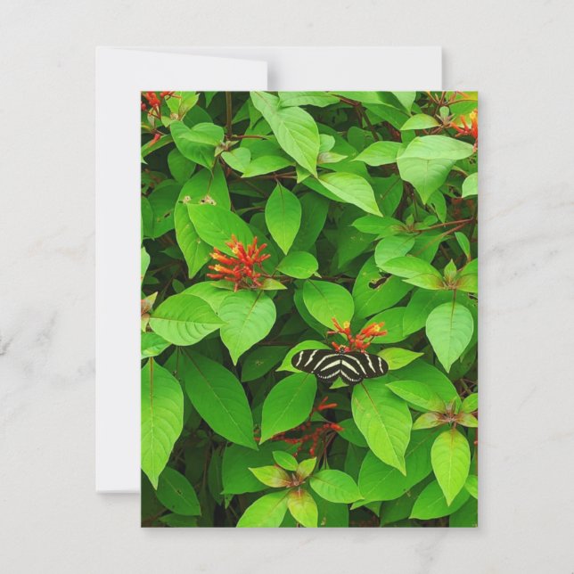 Tarjeta Pequeña Mariposa Notecard (Anverso)