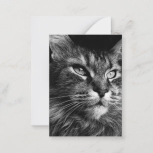 Tarjeta Pequeña Masculino gato 3,5 x 2,5