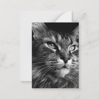 Tarjeta Pequeña Masculino gato 3,5 x 2,5