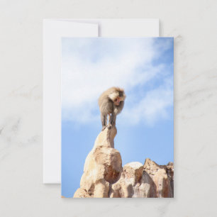 Tarjeta Pequeña Mono babuino en la cima de una montaña