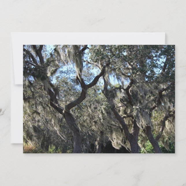 Tarjeta Pequeña Moss españoles de Florida (Anverso)