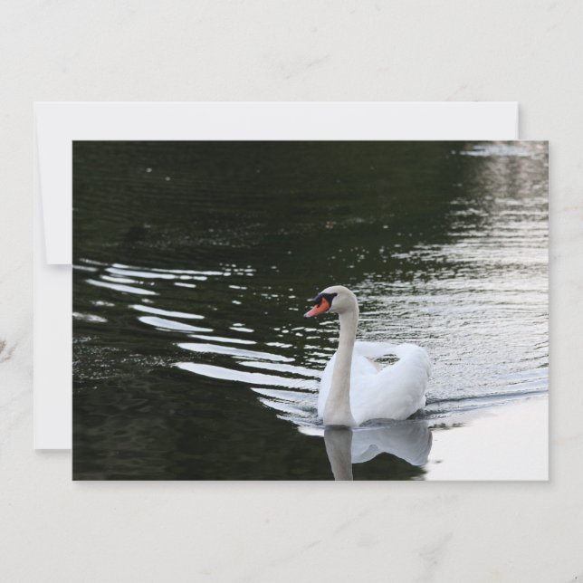 Tarjeta Pequeña Mute Swan (Anverso)