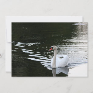 Tarjeta Pequeña Mute Swan