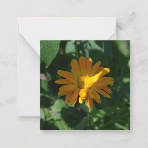 Tarjeta Pequeña Naranja Pot Marigold Flor (Calendula officinalis)