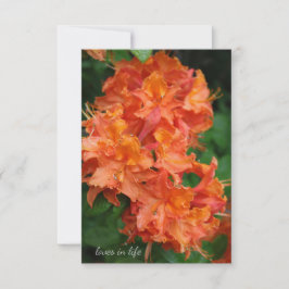 Tarjeta Pequeña Naranja Rhododendron