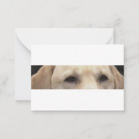ojos de labrador amarillo