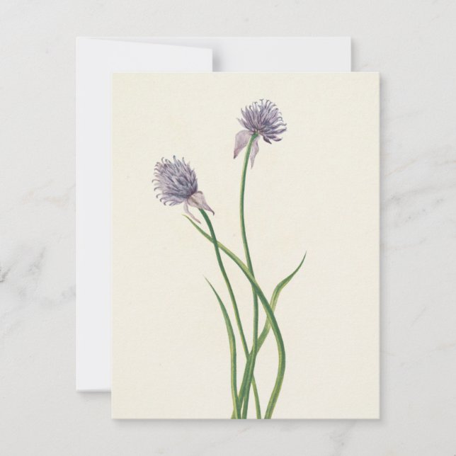 Tarjeta Pequeña Onion siberiano por Mary Vaux Walcott (Anverso)