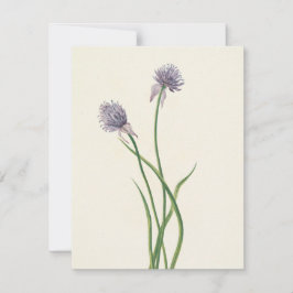 Tarjeta Pequeña Onion siberiano por Mary Vaux Walcott