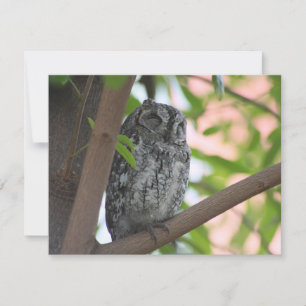 Tarjeta Pequeña Oveja africana durmiendo en un árbol