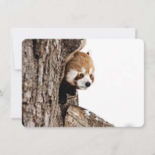 Tarjeta Pequeña Panda rojo asomándose desde un tronco de árbol