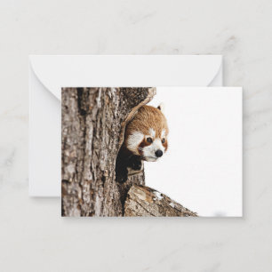Tarjeta Pequeña Panda rojo mirando desde el tronco de un árbol