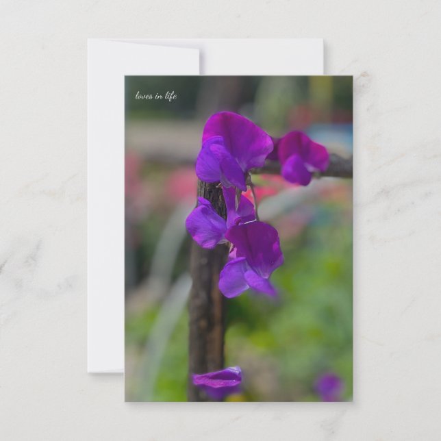 Tarjeta Pequeña Pea dulce morada (Anverso)