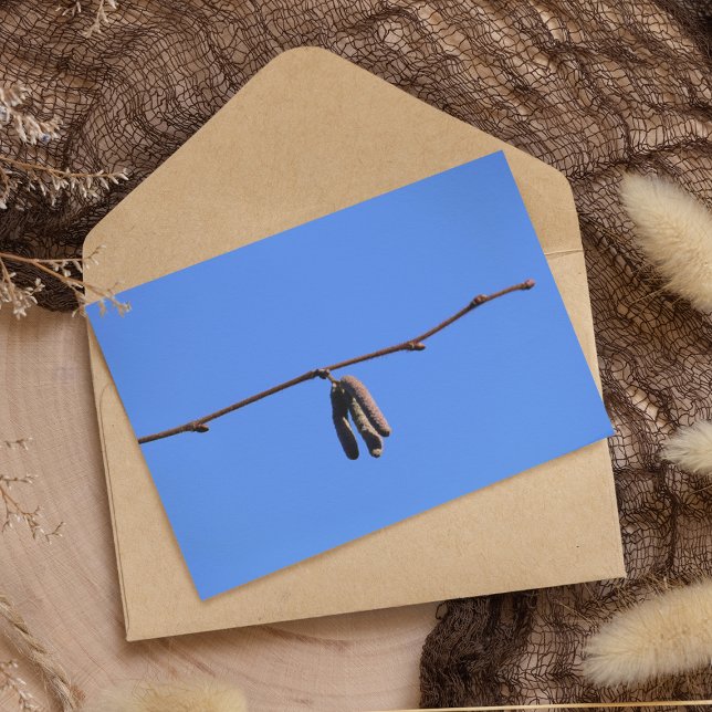 Tarjeta Pequeña peluca en el cielo azul (Subido por el creador)