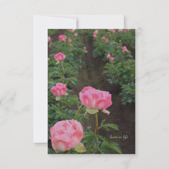 Tarjeta Pequeña Peony Field (Anverso)