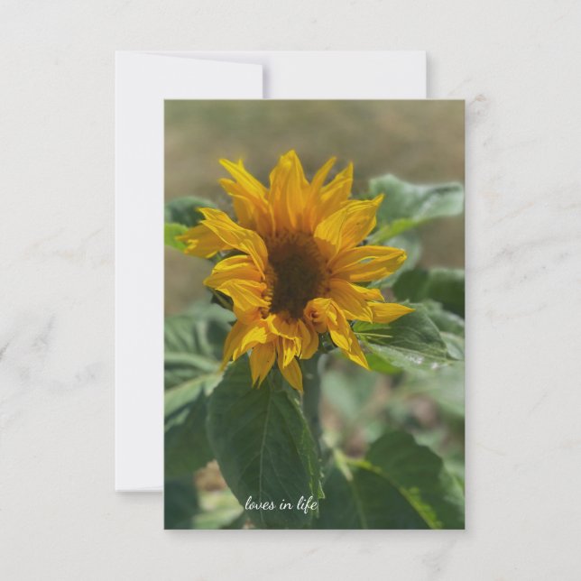 Tarjeta Pequeña Pequeño girasol (Anverso)