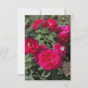 Tarjeta Pequeña Pico caliente, Rojas rojas