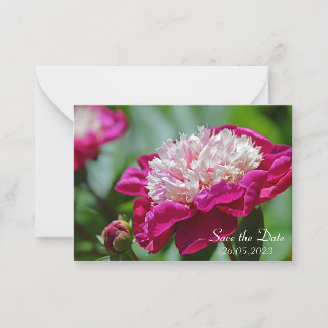 Tarjeta Pequeña Pico de algodón rosa Peony Flor Botánica (Anverso)