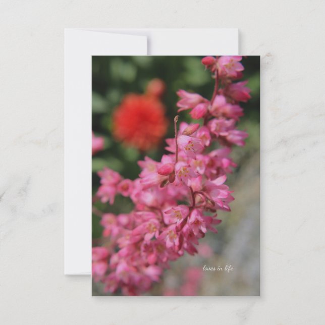 Tarjeta Pequeña Pink Heuchera (Anverso)