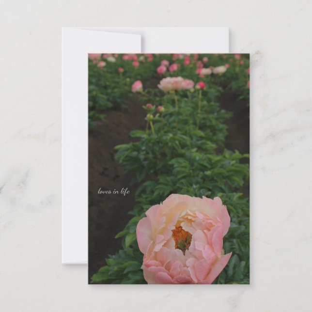 Tarjeta Pequeña Pink Peony independiente (Anverso)