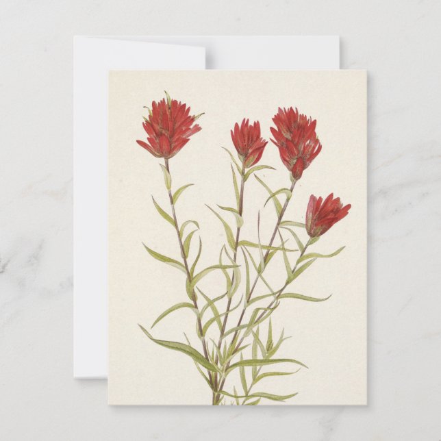 Tarjeta Pequeña Pintura de Lanceleaf de Mary Vaux Walcott (Anverso)