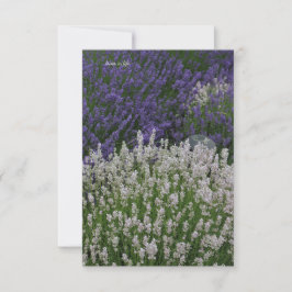 Tarjeta Pequeña Plantas de lavanda moradas y blancas