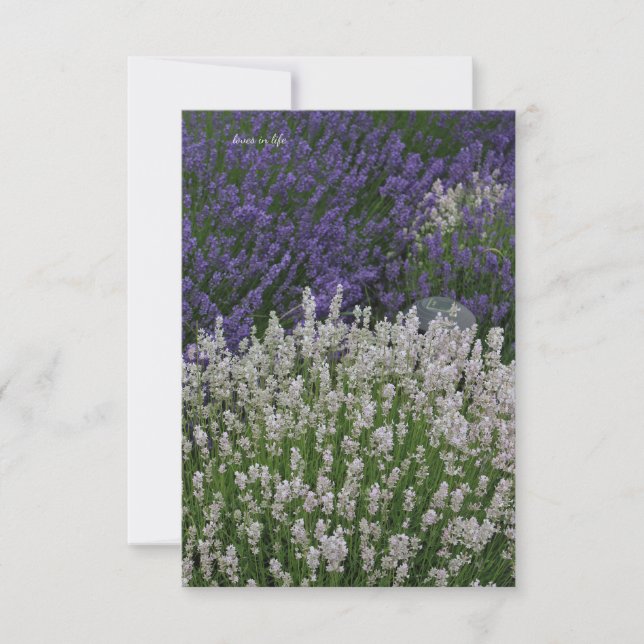 Tarjeta Pequeña Plantas de lavanda moradas y blancas (Anverso)