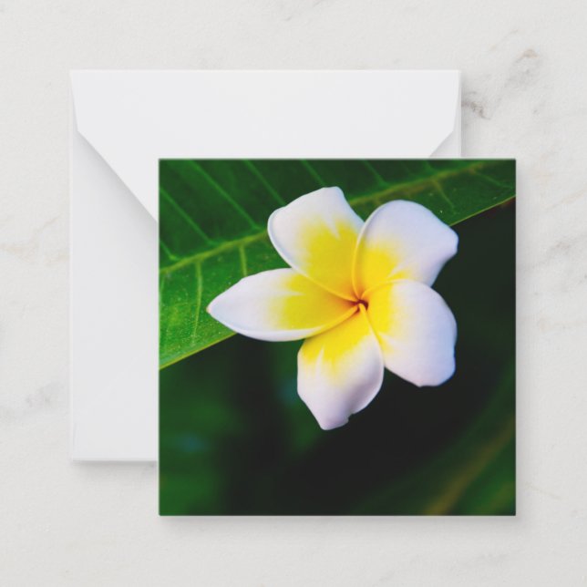 Tarjeta Pequeña Plumerias (Anverso)
