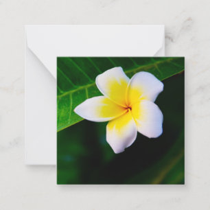 Tarjeta Pequeña Plumerias