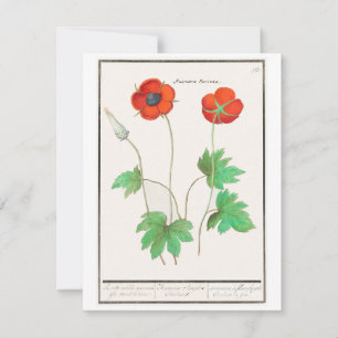 Tarjeta Pequeña Poppies Florales Flores Vintage Bouquet