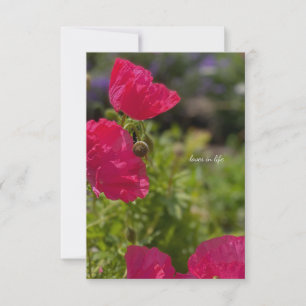 Tarjeta Pequeña Poppies rosados en el jardín