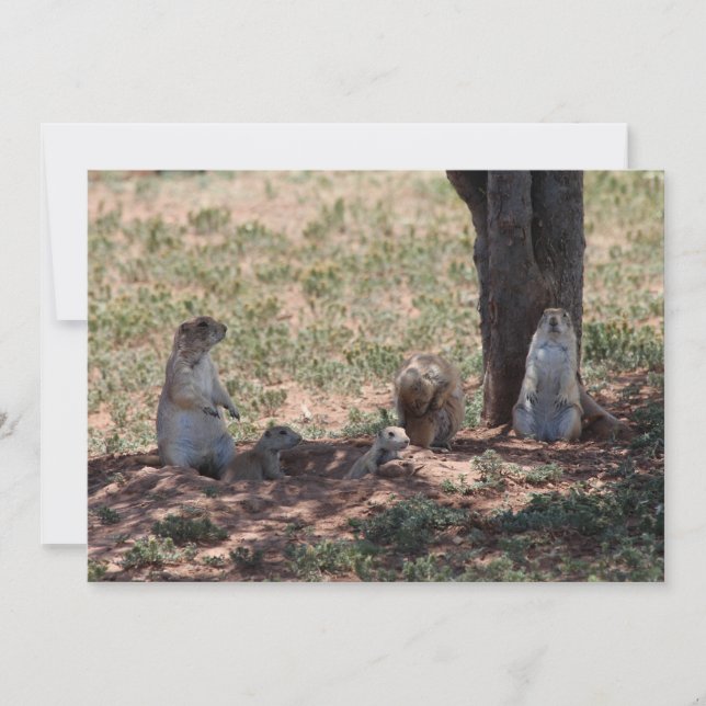 Tarjeta Pequeña Prairie Dog Family (Anverso)