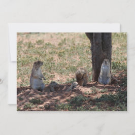 Tarjeta Pequeña Prairie Dog Family