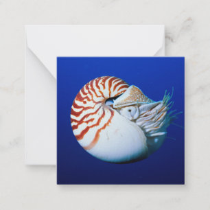 Tarjeta Pequeña Primer Plano De Nautilus Camerado
