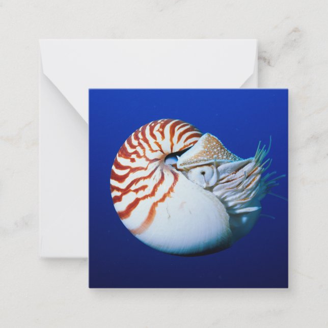 Tarjeta Pequeña Primer Plano De Nautilus Camerado (Anverso)