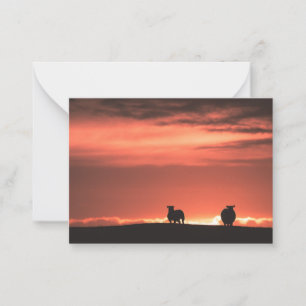 Tarjeta Pequeña Puesta de sol de ovejas