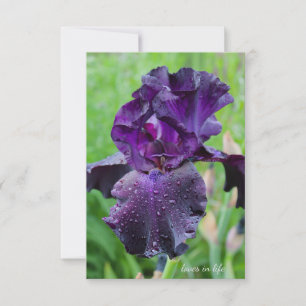 Tarjeta Pequeña Púrpura, Iris húmedo