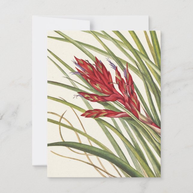 Tarjeta Pequeña Quill-Leaf Tillandsia por Mary Vaux Walcott (Anverso)