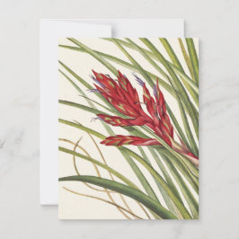 Tarjeta Pequeña Quill-Leaf Tillandsia por Mary Vaux Walcott