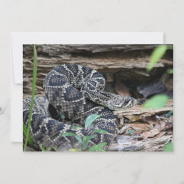 Tarjeta Pequeña Rattlesnake