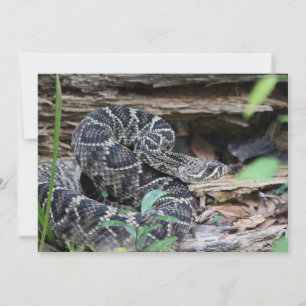 Tarjeta Pequeña Rattlesnake